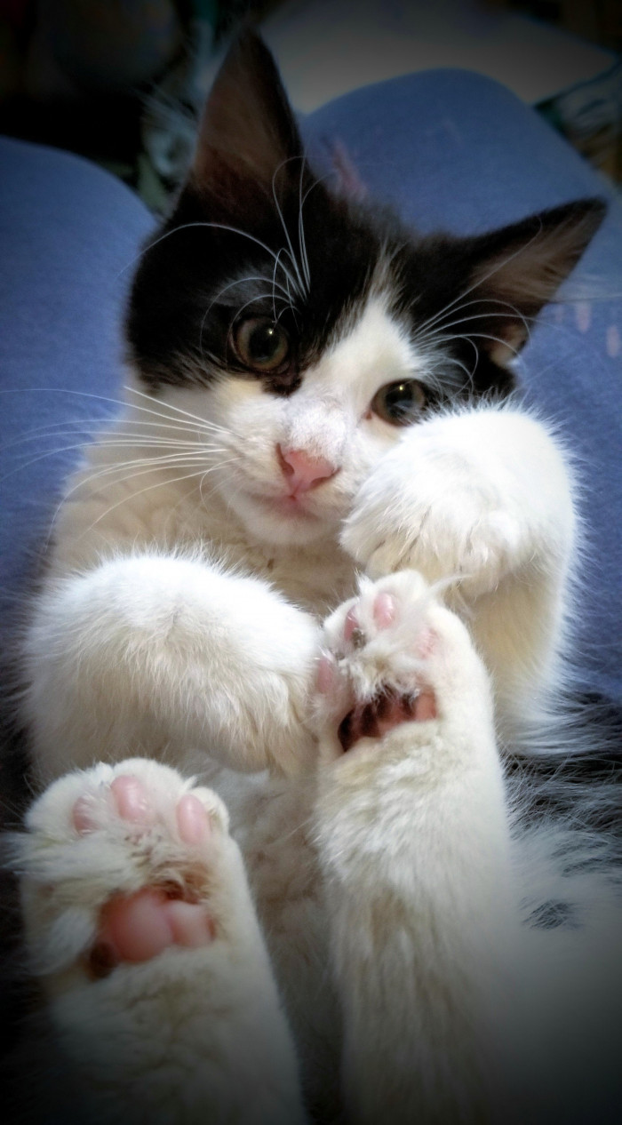 1. TOE BEANS!!