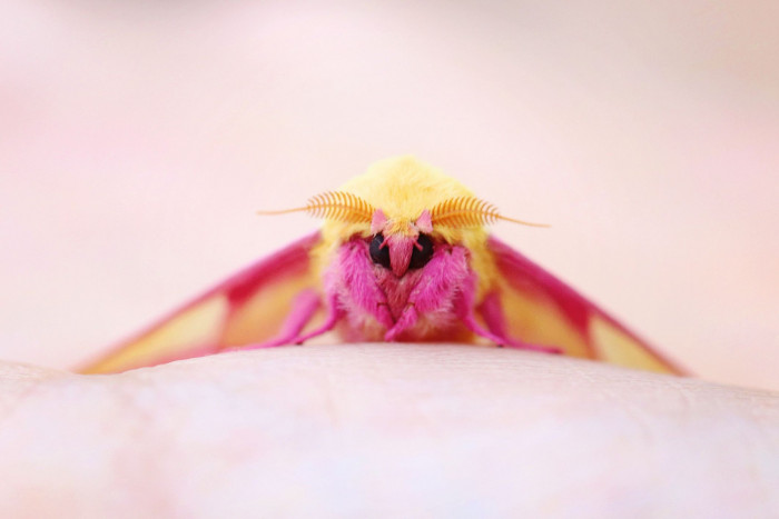 The Rosy Maple Moth, AKA Cosmoth is a small North American moth that belongs to the family of Great Silk Moths.