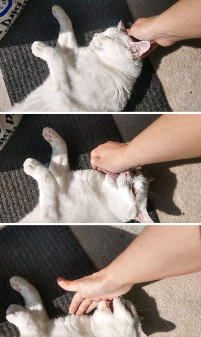 12. Cats can switch moods in a matter of seconds.