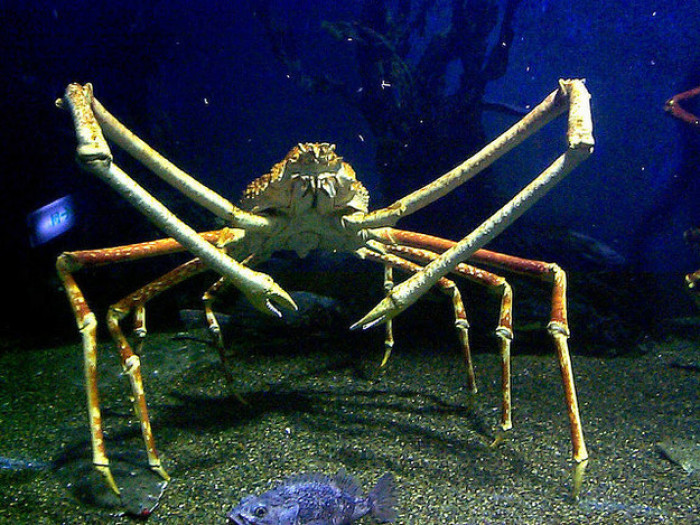 3. Giant Spider Crab