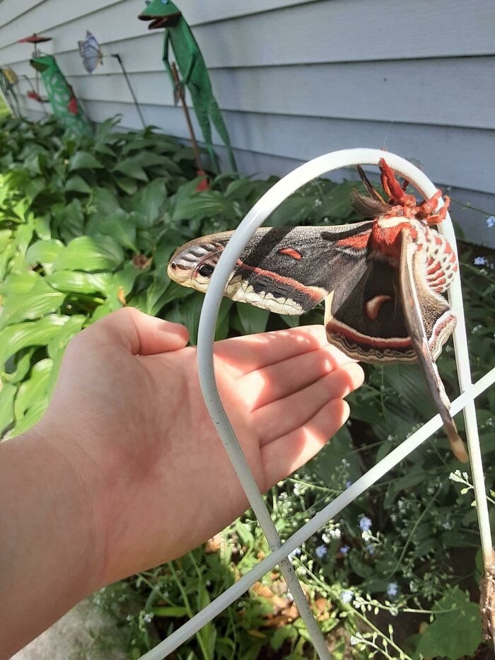 35. This Moth Is As Big As My Hand