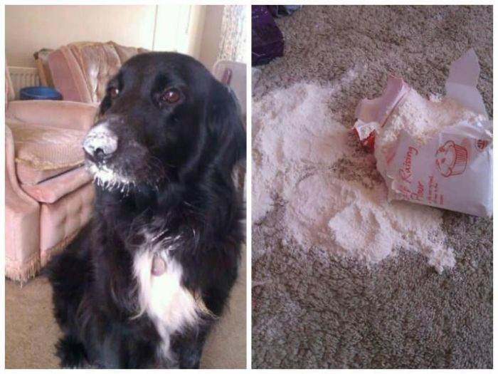 "Let's go find the dog who did this."