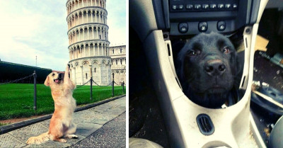 50 Hysterical Dog Posts That Will Definitely Make You Smile