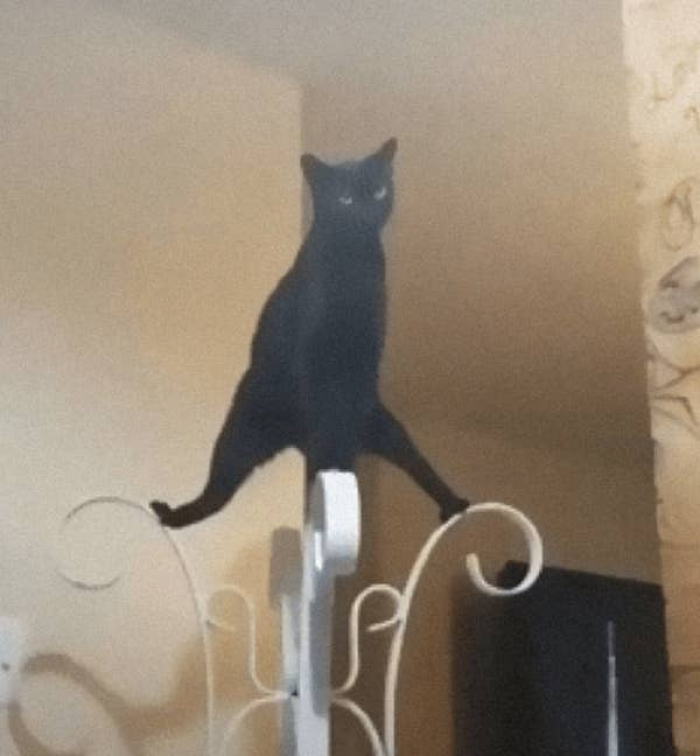 11. Training for the Olympics. Do they have a Cat Olympics? Here's their Gold Medalist.