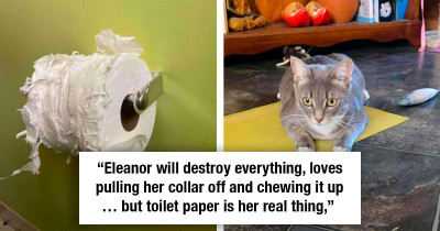 Mischievous Cat Is On a Mission To Destroy All The Toilet Paper Stash In The House