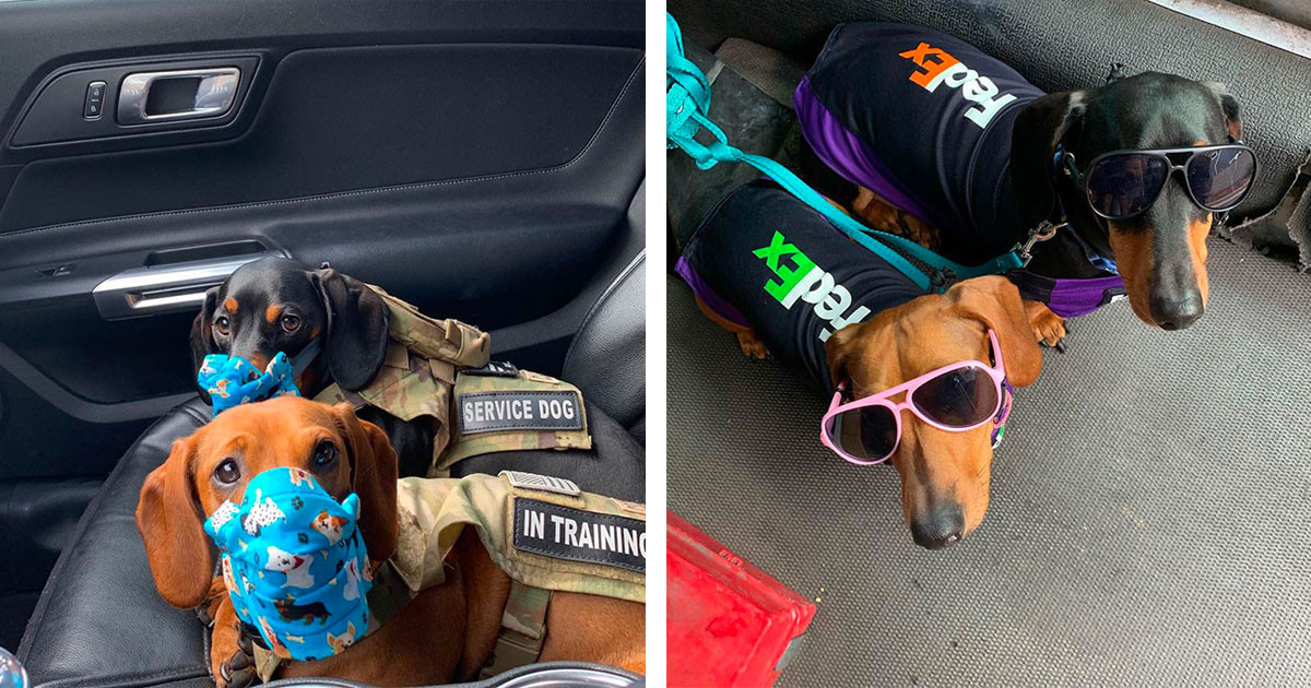 Two Adorable Dachshunds Join Their Human While He Delivers For Fedex