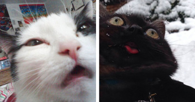 20 Hilarious Sneezing Photos of Cattos With The Funniest Facial Expressions