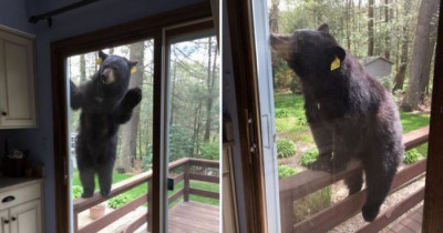 This Wild Bear Smelled What This Woman Was Cooking and Really Wanted Some