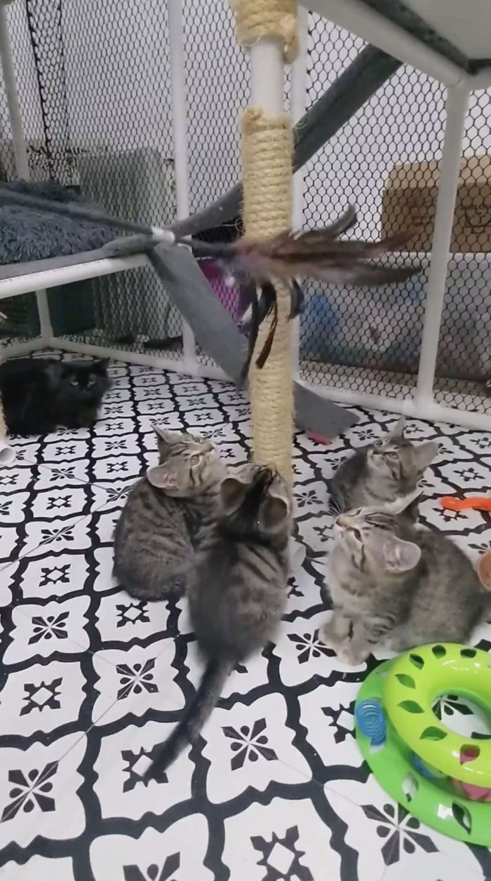 By the time a year had passed, Katie was well-versed in tending to cats and kittens as an experienced foster mom when Mama Jasmine and her litter of four kittens came around.