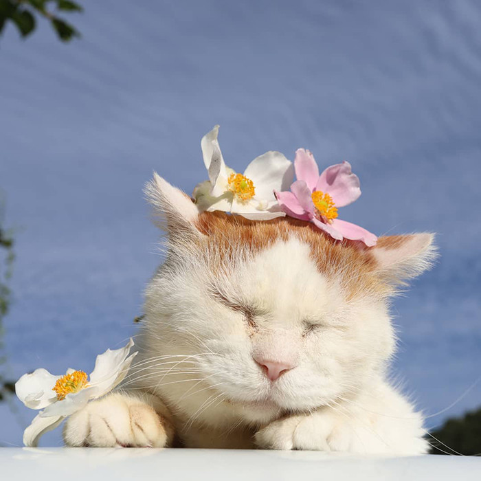 35 Photos Of Shiro, The Most Relaxed Cat In The World, Who Passed Away ...