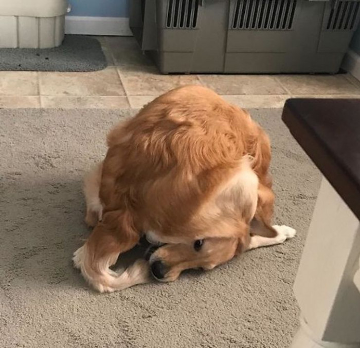 4. She finally caught her tail.