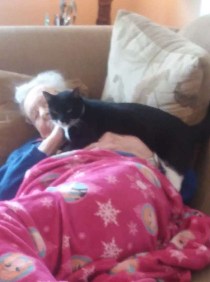 The cat curled beside the grandmother’s pillow, offering comforting companionship.