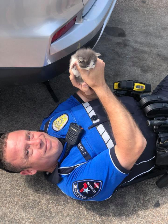 Texas officer kneels beside two kittens, who cuddle against his face.