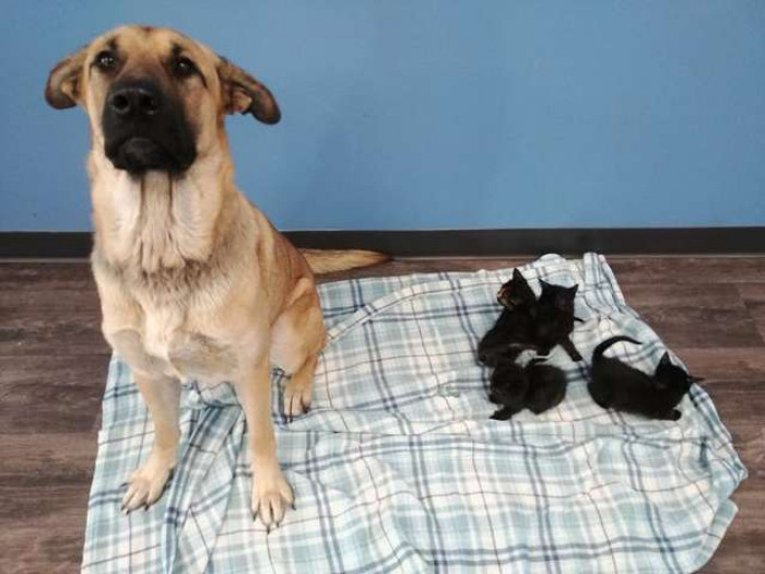 Proud rescuer