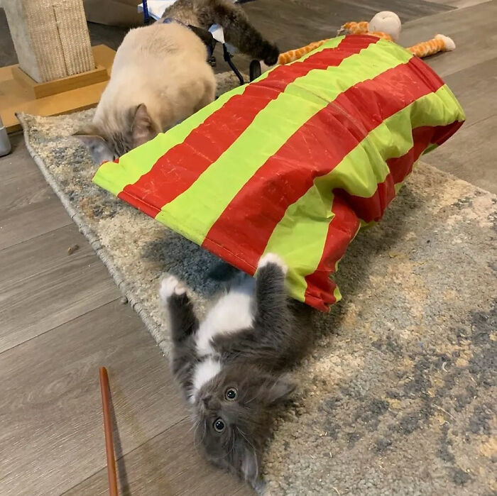 Basner further explained the role Cinder has played in Lady Purrl's grooming.