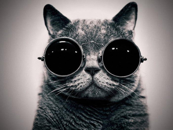 2. Cat with steampunk-style sunnies.