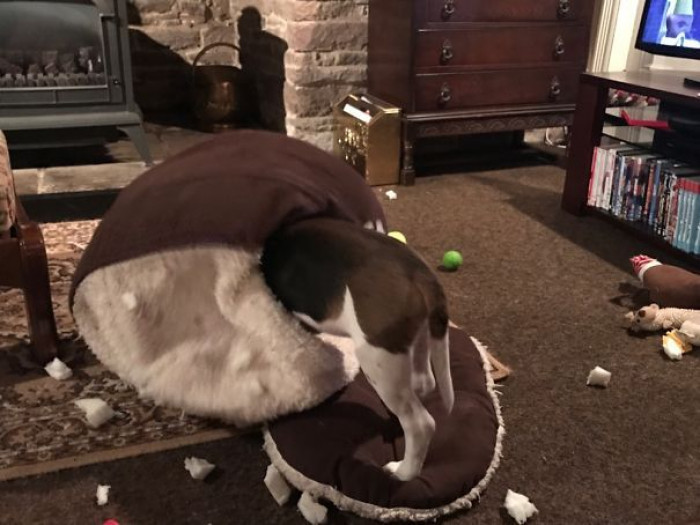 15. That bed didn't even last a full 15 minutes.