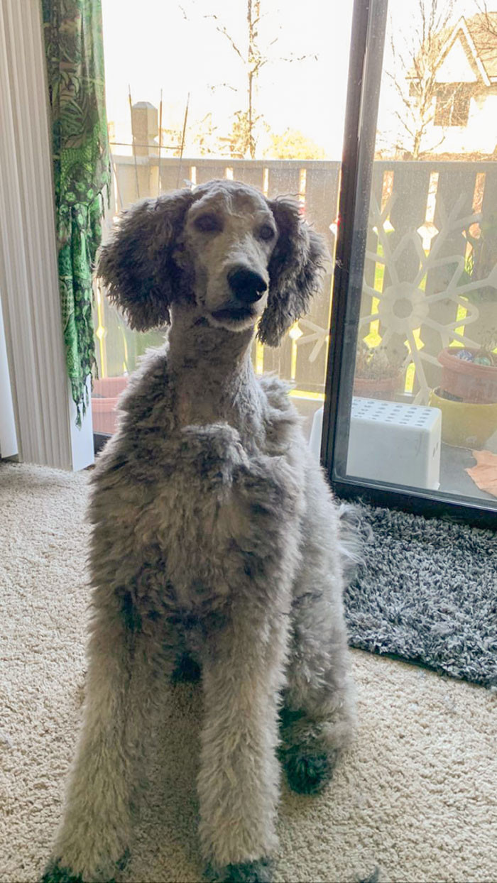 13. "First-Time Quarantine Groomer Here! How Did I Do?"