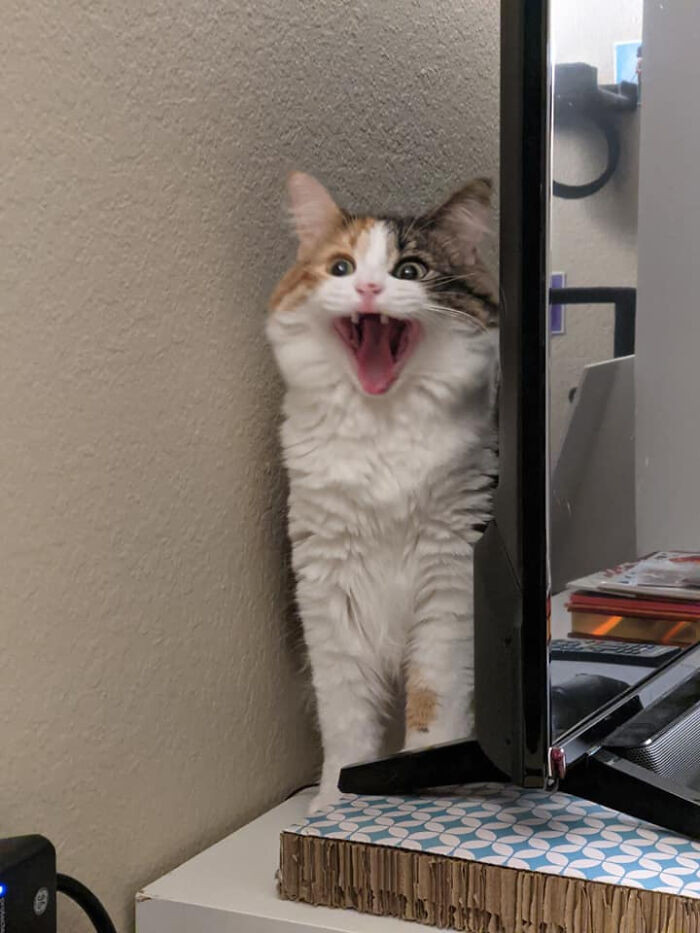 3. This Is The Funniest Picture I've Ever Taken Of Basil
