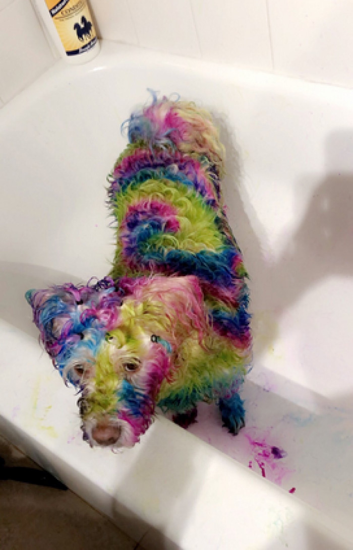 Snowball does not look amused.