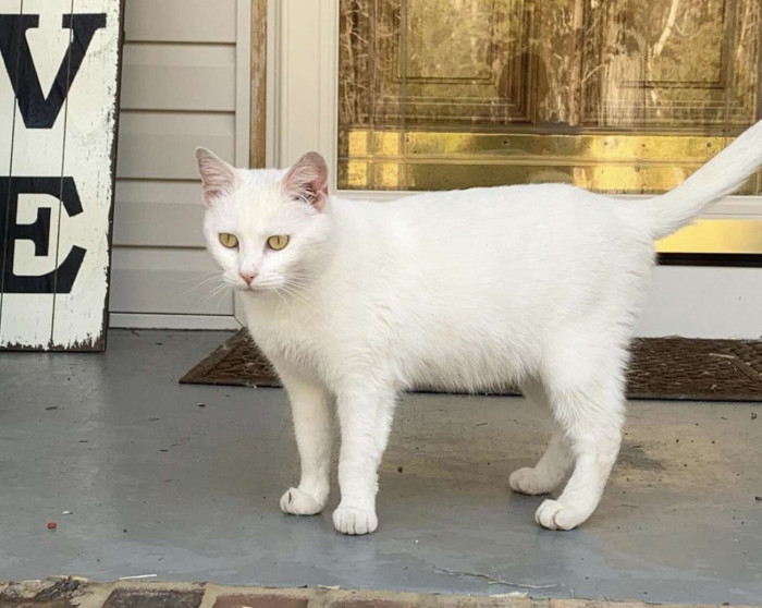 After contacting her, Sarah Kelly started looking for a cozy place where the cat could spend the rest of her pregnancy and deliver the kittens safely.