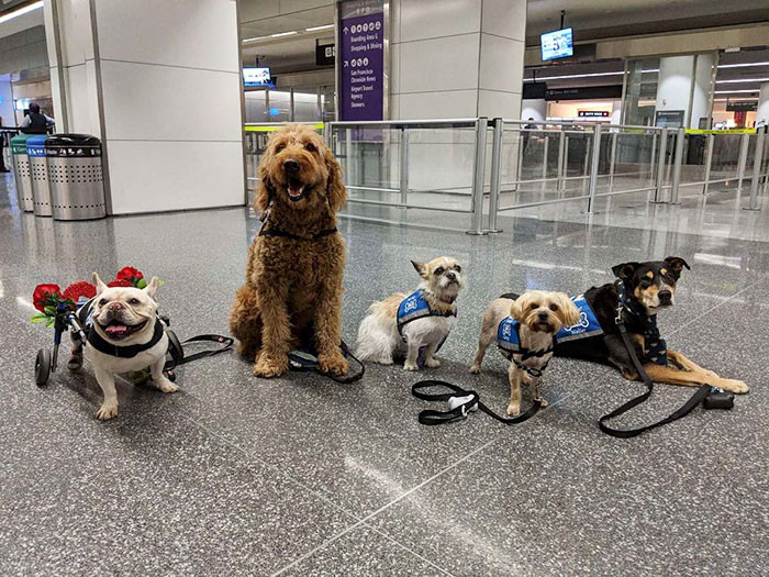 The idea for therapy dogs in airports came about after 9/11 when an airport employee at SJC brought in his own therapy dog to work to help ease passenger's anxieties.