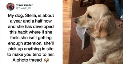 Golden Retriever Carries Random Object In Her Mouth Whenever She Needs More Attention