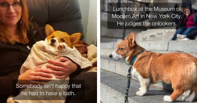 The Internet Has Once Again Blessed Us With Incredible Animal Content, and This Time It's Disapproving Corgis