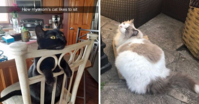 Hysterical Times Where Cats Made The Most Of Their Space