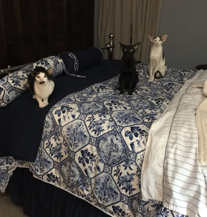 8. "Waiting for the human heating pad to lie down."
