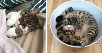 Photos That Are Undeniable Proof Cats Are The Best