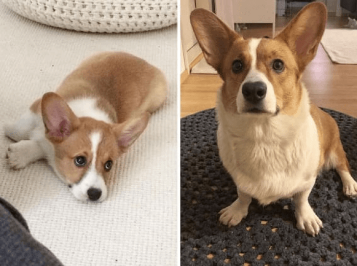 Corgis just get a tiny bit taller