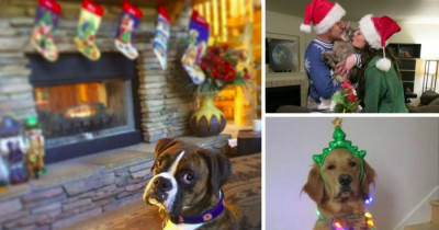 10+ Pets Who Have No Holiday Cheer Despite Our Best Efforts