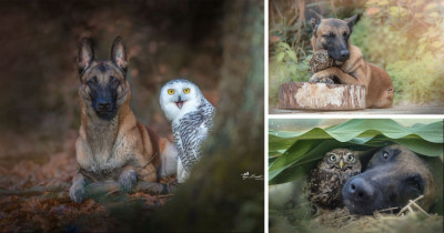 This Unlikely Friendship Between a Dog and His Owl Friend Is Surprising Yet Beautiful