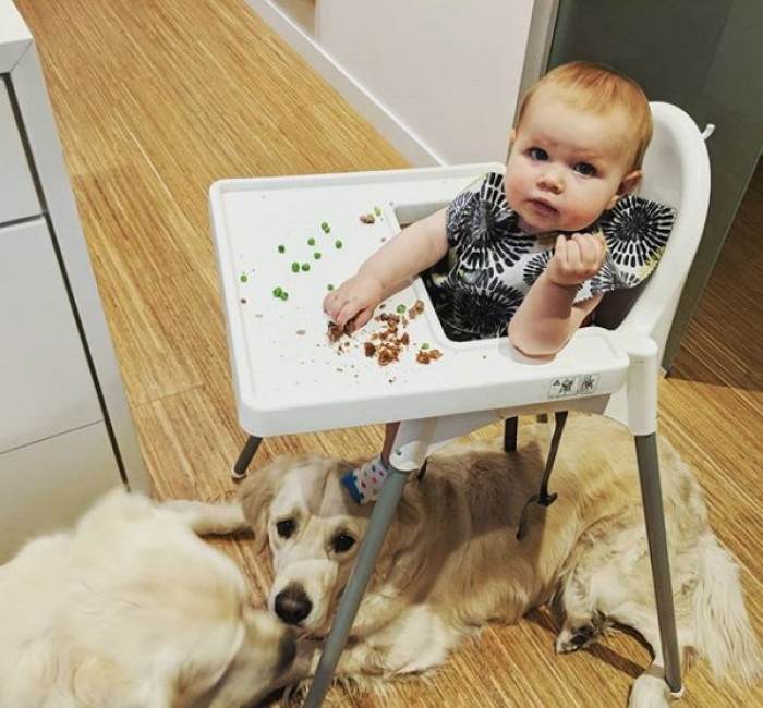 Close view of golden retrievers watching a caregiver, as if coordinating help