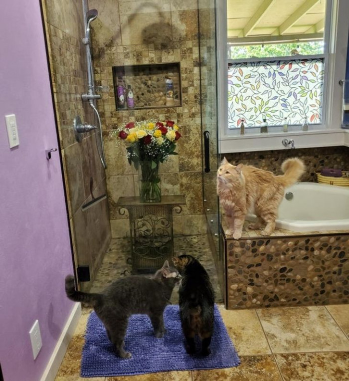 2. “Three cats plus thirty-three roses for our anniversary requires a giant glass box to protect them all.”