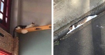 19 Amazingly Flexible Cats That Look Almost Like Liquid