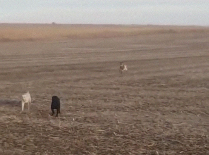 Wait... What's That?