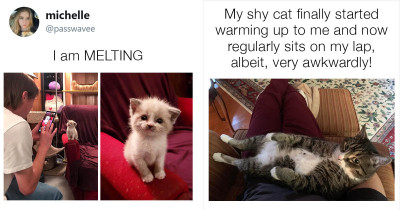 Adorable Cat Posts That Might Boost Your Mental Health and Make Everything Much Better