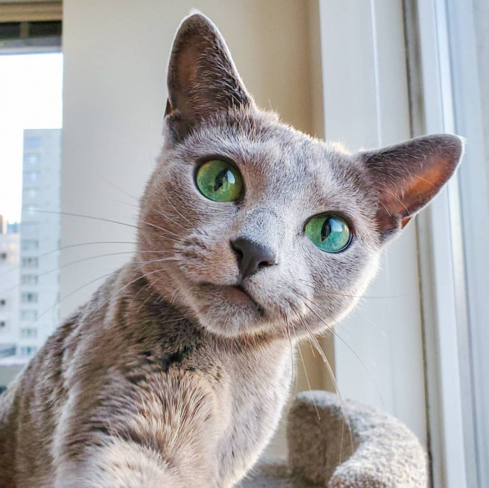 What more can we say? Dina is an awesome cat.