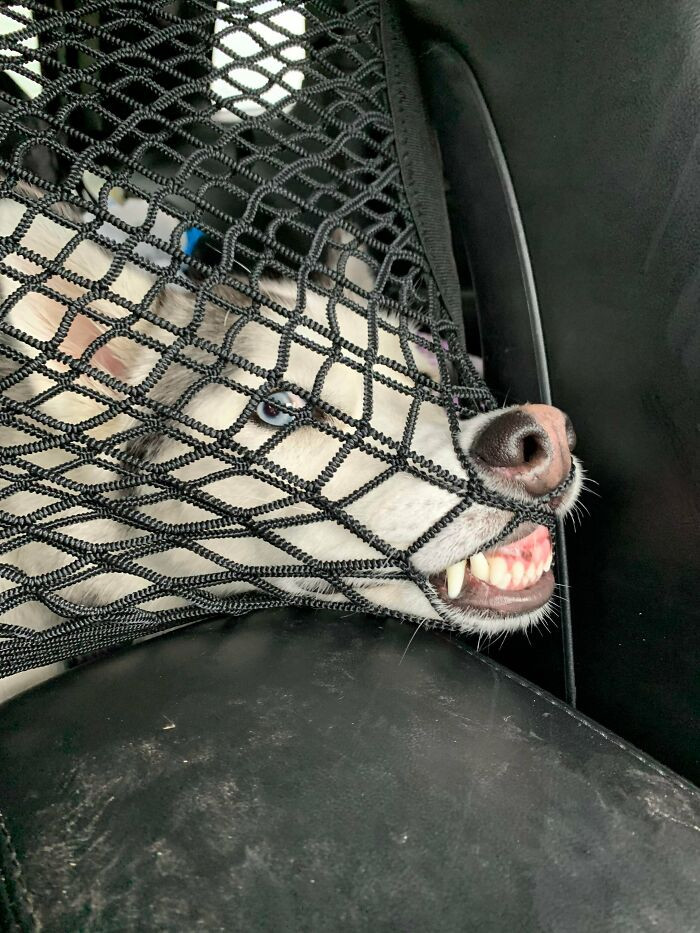 6. "She's Clearly Not A Fan Of The New Car Net"
