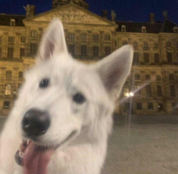 32. "When You Try To Make A Photo Of Your City By Night, But Your Dog Makes It Ten Times Better"