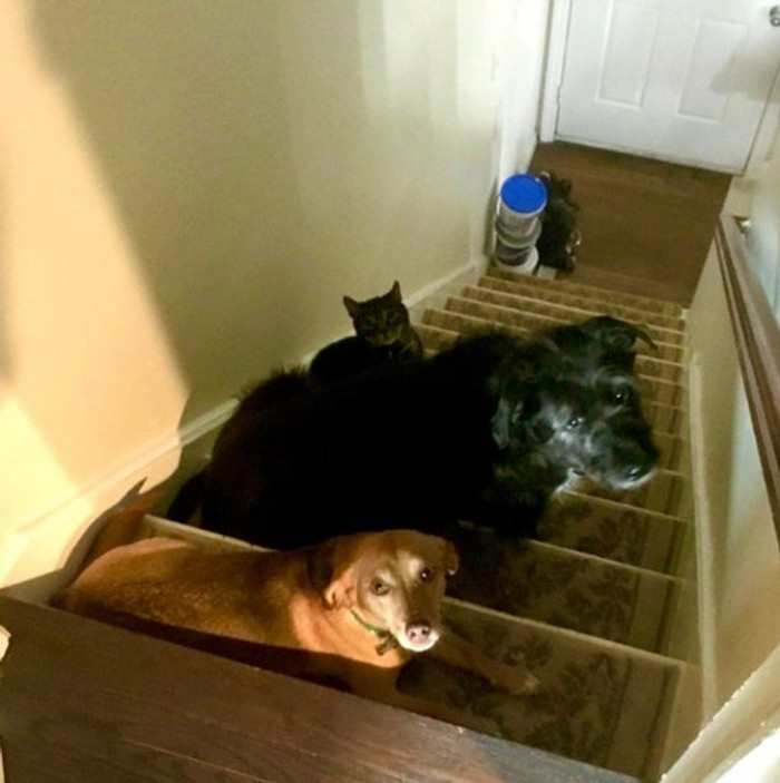 8. "Apparently, one of them turned on the new Roomba while I was sleeping upstairs. I opened the door to see this crew all hiding from the noise."
