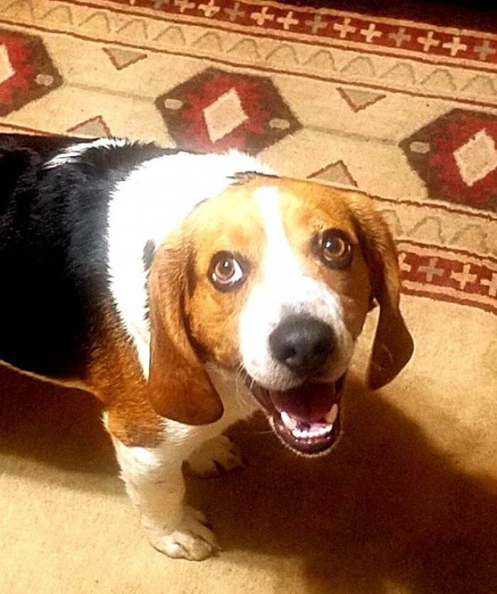 Dog receiving affection from a handler, tail wagging in a shelter.
