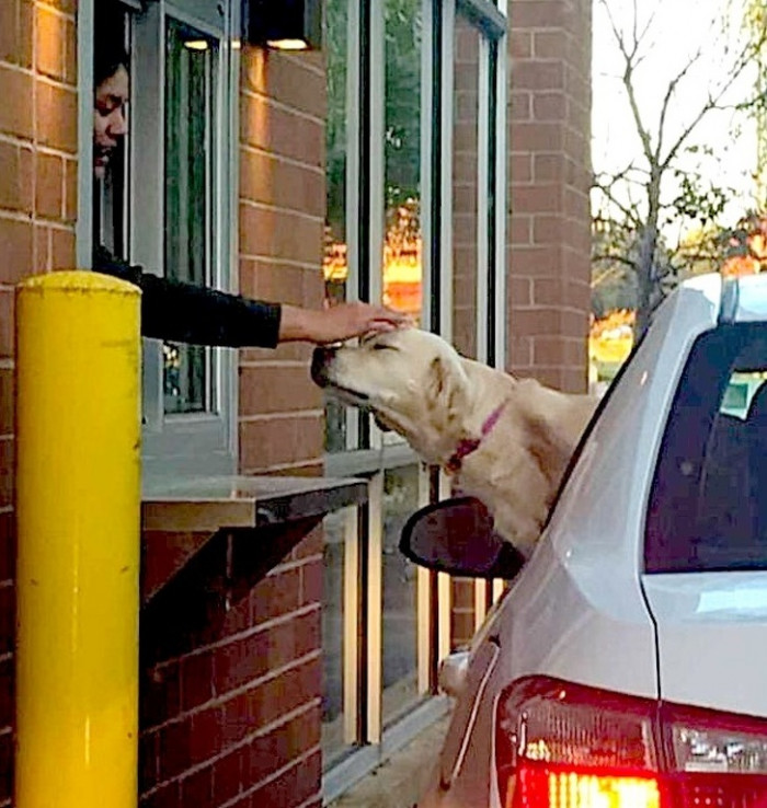 Pats from the drive-thru