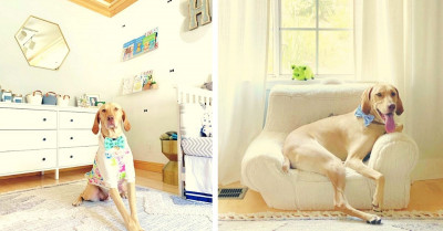 Woman Decorates A Room In Her House As A Wonderful Nursery To Welcome A Dog She Adopted