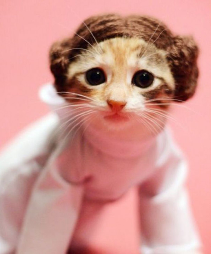 Purrincess Leia
