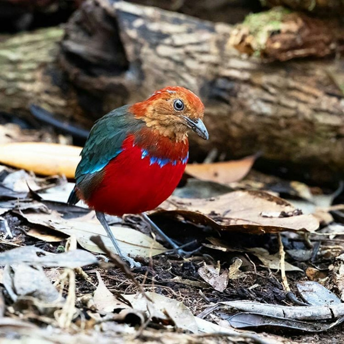 Blue-banded pitta belongs to Pittidae family