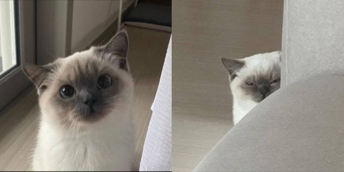 11. This feline has two sides: angelic and devilish.