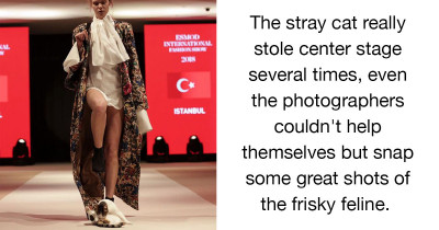 This Feisty Feline Crashed A Fashion Show And Even Tried To Fight The Runway Models!